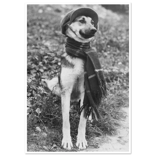 poster gullig hund gulliga hundar husdjur djurbilder foton vintage djur affisch och affischer