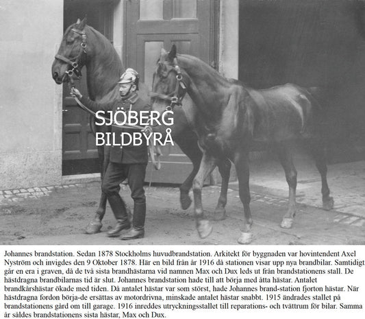 När hovslagen tystnade 1916