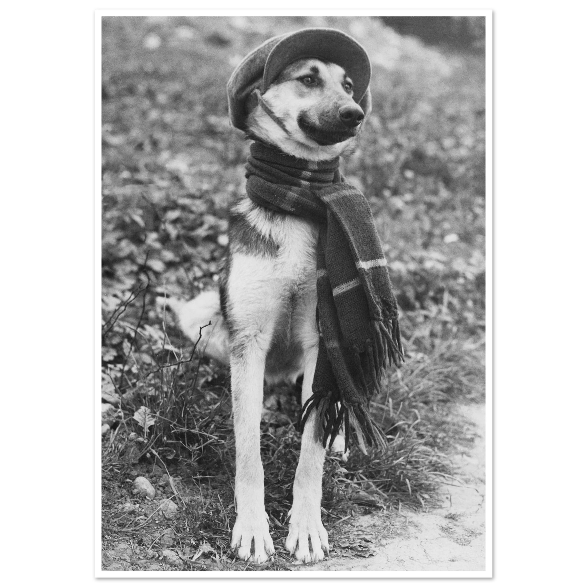 poster gullig hund gulliga hundar husdjur djurbilder foton vintage djur affisch och affischer